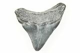 2.17" Juvenile Megalodon Tooth - South Carolina - #196100-1